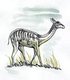 Procamelus had long legs designed for speed, and was about 1.3 metres (4.3 ft) in height, slightly smaller than a modern llama. Unlike modern camelids, it had a pair of small incisor teeth in the upper jaw. The remaining teeth were large and adapted for eating tough vegetation. The shape of the toes suggests that it possessed foot pads, like modern camels, but unlike earlier forms of camelid, which generally had hooves. This would have helped it walk over relatively soft ground.